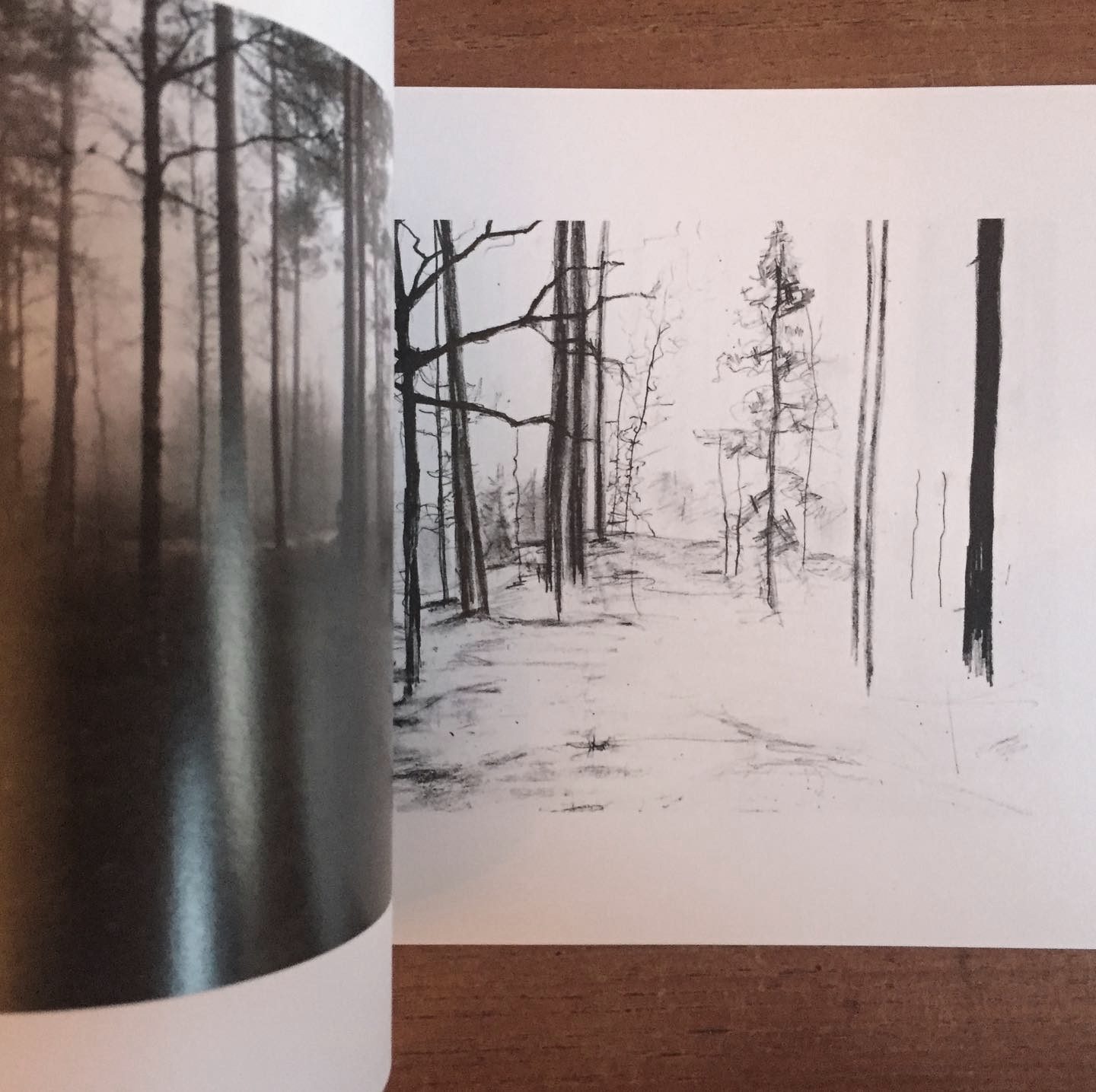 skogen foto