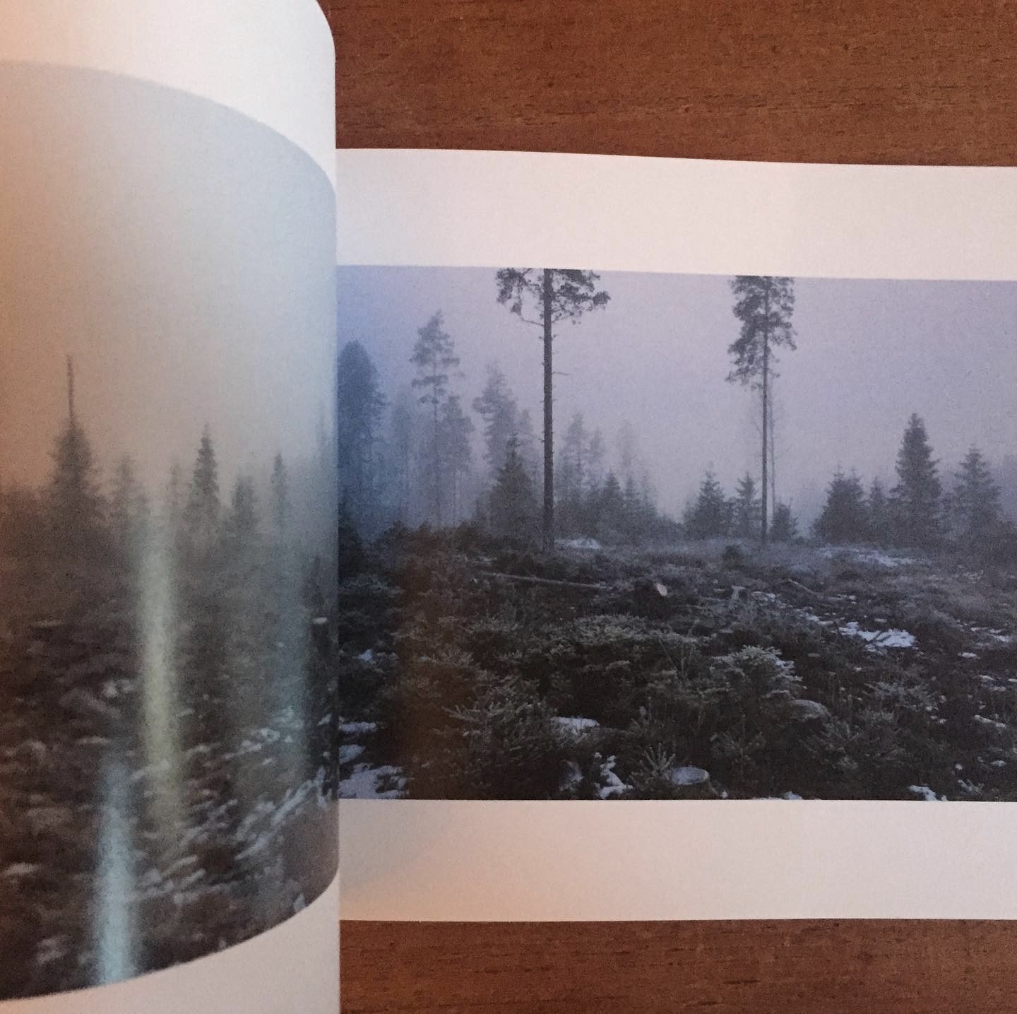skogen foto2